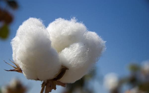 Cotton Fibre